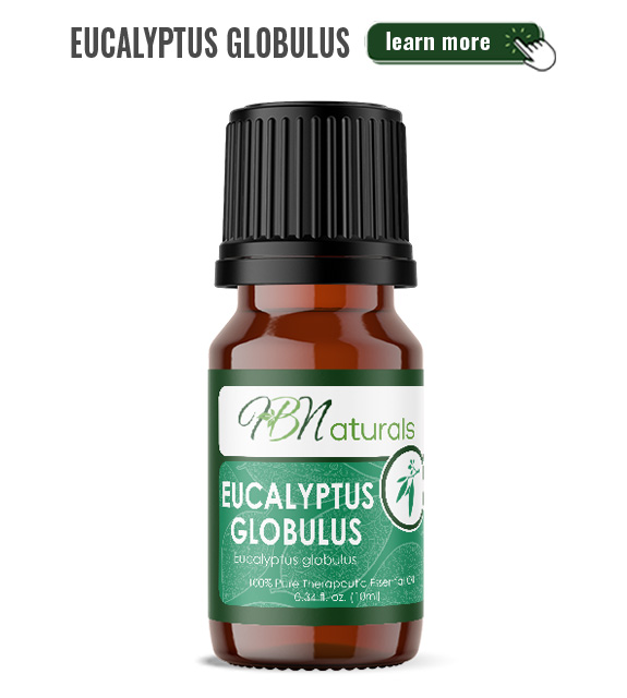 Eucalyptus Globulus