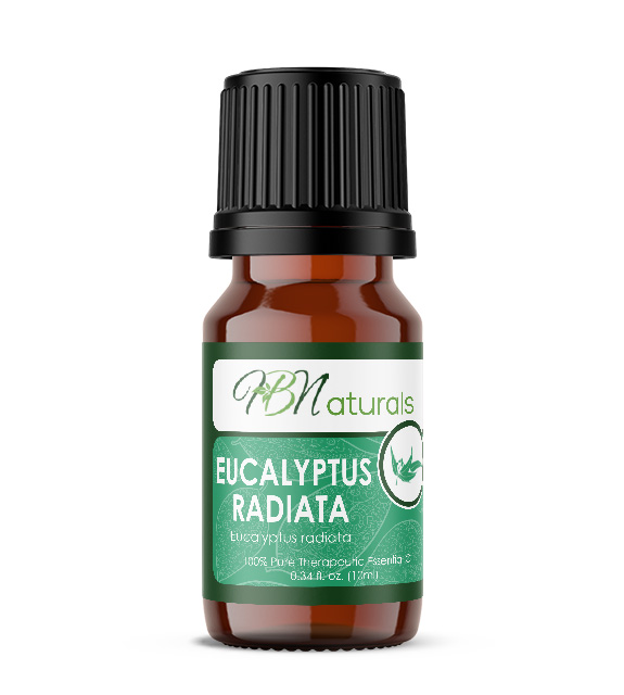 Eucalyptus Radiata