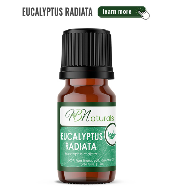 Eucalyptus Radiata